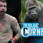 100 chlapcov vs. 1 gorilla? Konkurent UFC má zaujímavé prevzatie vírusového predmetu