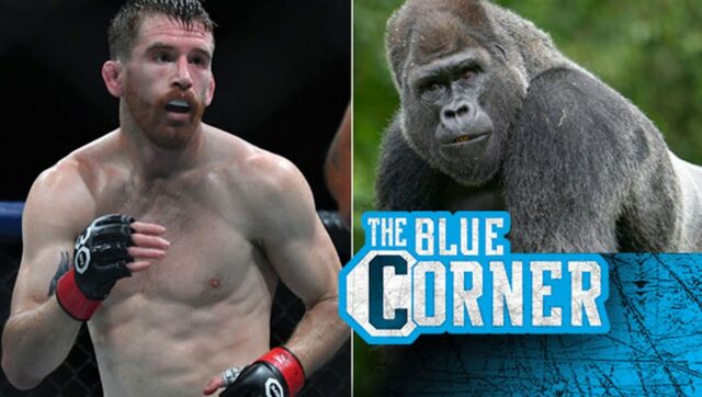 100 chlapcov vs. 1 gorilla? Konkurent UFC má zaujímavé prevzatie vírusového predmetu 
