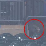 Kamery SNY zachytili v stredu les v New Yorku počas hry Citi Field Game Raccoon Citi v stredu