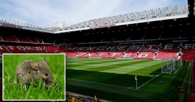 Man Utd zasiahol novú paru Old Trafford, keď myš nachádzajúce sa v recenzii zdravia

