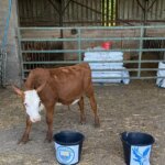 Mystic Moo et Psychic SOO prédisent à l'unanimité le vainqueur final de la FA Cup alors que Palace prend la ville