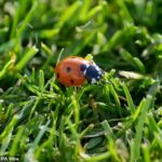 Pán's Ladybirds sa objavili opäť v piatok, ale mali by zostať sami, nie s kriketovými rybami