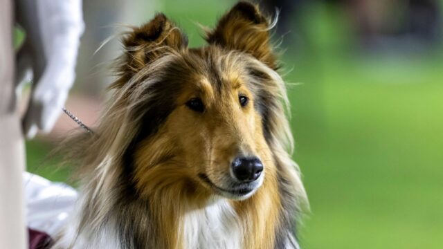 Reveille X, Texas A&M's Collie Mascot, má operáciu na odstránenie očí

