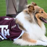 Texas A&M oznamuje očný postup milovaného maskota Reveille X, plán obnovy