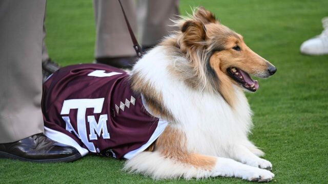 Texas A&M oznamuje očný postup milovaného maskota Reveille X, plán obnovy

