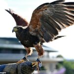 Wimbledon zasiahol plán dedičstva, ktorého ikonický Hawk Rufus sa odmieta spárovať