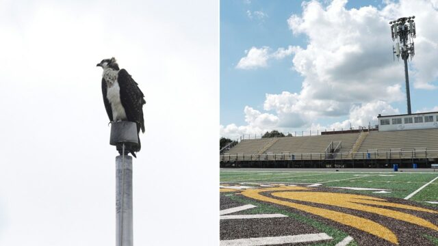 Minnesota Senior High School Football Group prinútená presunúť hniezdo pri pripravenosti na osprey 

