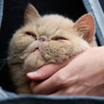 To je pudge the Pet Cat?