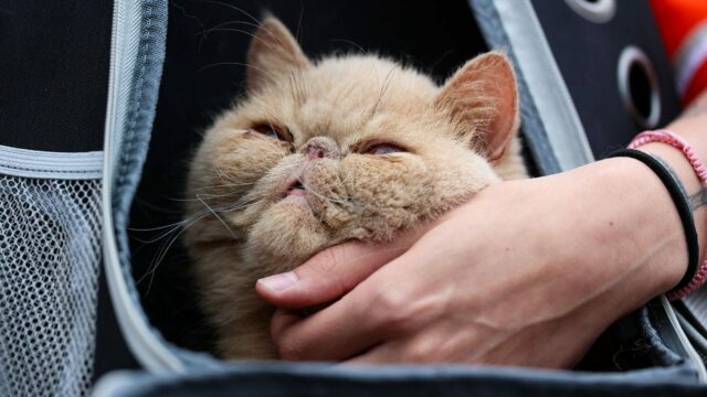 To je pudge the Pet Cat? 

