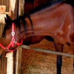 Haru Urara mŕtvy: Racehorse ovplyvnil osobnosť „Uma Musume“