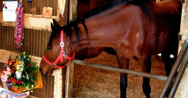 Haru Urara mŕtvy: Racehorse ovplyvnil osobnosť „Uma Musume“ 

