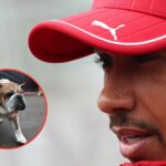 Roscoe a Lewis Hamilton na Grand Prix F1 Grand Prix of Great Britain Weekend - Zdroj: Getty