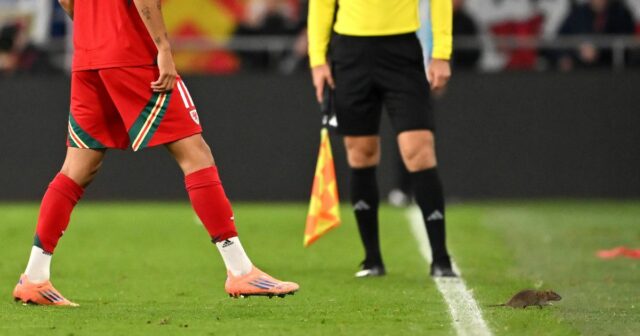 Brennan Johnson z Walesu prenasleduje potkana z ihriska počas skupiny J FIFA Majstrovstvá kvalifikácie 2026