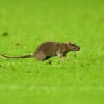 Počas zápasu skupiny J FIFA 2026 prechádza potkan