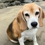 Pet Dog Halo Aaron Ramsey