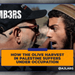 Ako úroda olív v Palestíne trpí pod okupáciou
