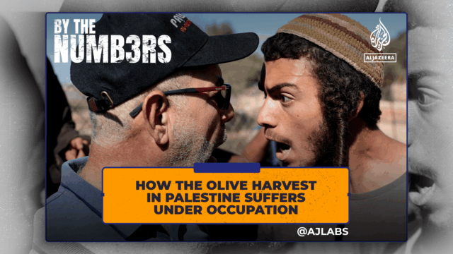 Ako úroda olív v Palestíne trpí pod okupáciou
