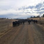 Americkí rančeri bičovaní Trumpovou politikou hovädzieho mäsa | Obchodné a ekonomické správy