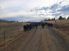 Americkí rančeri bičovaní Trumpovou politikou hovädzieho mäsa | Obchodné a ekonomické správy Americkí rančeri bičovaní Trumpovou politikou hovädzieho mäsa | Obchodné a ekonomické správy