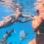 Aryna Sabalenka sa z koncosezónneho trápenia dostáva plávaním vedľa krúžiacich žralokov na Maldivách