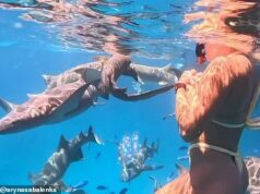 Aryna Sabalenka pláva so žralokmi na dovolenke po tom, čo premeškala najväčšiu výplatu 4 miliónov libier v ženskom tenise Aryna Sabalenka sa z koncosezónneho trápenia dostáva plávaním vedľa krúžiacich žralokov na Maldivách