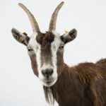 Ikona majstrovstiev sveta vraj šantila s kozou