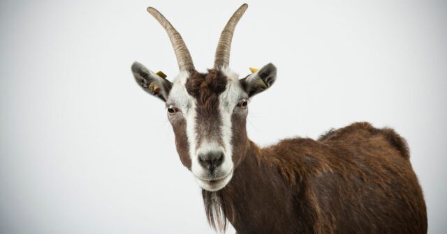 Futbalová ikona „stratila panenstvo pre kozu“ a stala sa „bonkerom“ Ikona majstrovstiev sveta vraj šantila s kozou