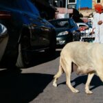 Maroko strieľa a zabíja tisíce psov na ulici kvôli majstrovstvám sveta vo futbale | Futbal | Šport