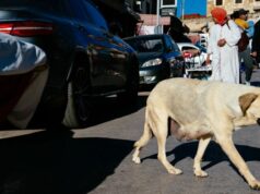 Maroko strieľa a zabíja tisíce psov na ulici kvôli majstrovstvám sveta vo futbale | Futbal | Šport Maroko strieľa a zabíja tisíce psov na ulici kvôli majstrovstvám sveta vo futbale | Futbal | Šport