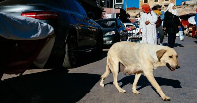 Maroko strieľa a zabíja tisíce psov na ulici kvôli majstrovstvám sveta vo futbale | Futbal | Šport
