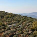 Po izraelskej vojne v južnom Libanone čelia pestovatelia olív nebezpečenstvu a zanedbávaniu | Izrael útočí na Libanon