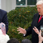 "Pohltiť a kolísať sa": Trump omilostil moriakov na Deň vďakyvzdania, kritizoval demokratov | Donald Trump