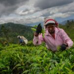 'Ako pustatiny': Čajové plantáže na Srí Lanke trpia hnevom cyklónu Ditwah | Správy o poľnohospodárstve