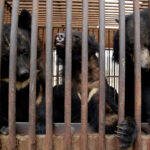 Južná Kórea oznámila koniec kontroverzného chovu medvedej žlče | Životné prostredie