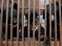 Južná Kórea oznámila koniec kontroverzného chovu medvedej žlče | Životné prostredie Južná Kórea oznámila koniec kontroverzného chovu medvedej žlče | Životné prostredie