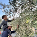 Olejové lisy mlčia, pretože Západný breh má najhoršiu úrodu olív za posledné roky | Správy o konflikte medzi Izraelom a Palestínou