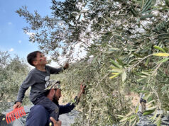 Olejové lisy mlčia, pretože Západný breh má najhoršiu úrodu olív za posledné roky | Správy o konflikte medzi Izraelom a Palestínou Olejové lisy mlčia, pretože Západný breh má najhoršiu úrodu olív za posledné roky | Správy o konflikte medzi Izraelom a Palestínou