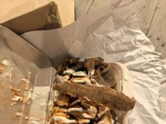 Snookerová hviezda, 50, necháva fanúšikov znechutených „strašným“ jedlom po zápase so sebou po víťazstve na šampionáte UK Snookerová hviezda Mark Williams nechal fanúšikov šokovať svojimi najnovšími chipsami a kebabom