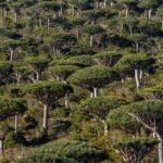 Sú teraz dažďové pralesy skôr príčinou než odpoveďou na zmenu klímy? | Správy o klimatickej kríze