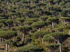 Sú teraz dažďové pralesy skôr príčinou než odpoveďou na zmenu klímy? | Správy o klimatickej kríze Sú teraz dažďové pralesy skôr príčinou než odpoveďou na zmenu klímy? | Správy o klimatickej kríze