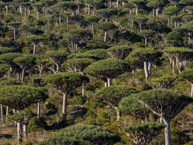 Sú teraz dažďové pralesy skôr príčinou než odpoveďou na zmenu Sú teraz dažďové pralesy skôr príčinou než odpoveďou na zmenu klímy? | Správy o klimatickej kríze