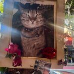 Waymo naráža na obavy o bezpečnosť a konkurenciu, keď expanduje v USA | automobilový priemysel