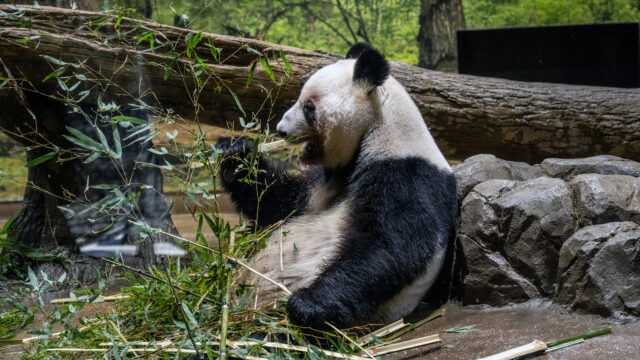 Japonsko sa lúči s poslednými pandami uprostred napätých vzťahov s Čínou | Newsfeed
