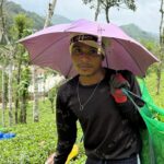 Poháňaní peniazmi, tlačení vášňou: Migrujúci zberači čaju z Keraly, India | Poľnohospodárstvo