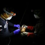 WHO potvrdila smrteľný prípad vírusu Nipah v Bangladéši | Správy Svetovej zdravotníckej organizácie