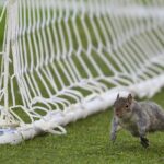 V blízkosti bránky beží veverička