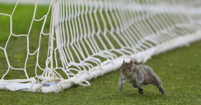 V blízkosti bránky beží veverička