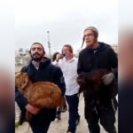 Izraelčania sa pokúšajú vykonať veľkonočnú obeť v Al-Aksá | Správy o konflikte medzi Izraelom a Palestínou