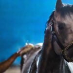 Fulleffort je najnovší skreč z Kentucky Derby, dodal Ocelli