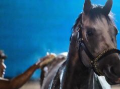 Fulleffort je najnovší skreč z Kentucky Derby, dodal Ocelli Fulleffort je najnovší skreč z Kentucky Derby, dodal Ocelli